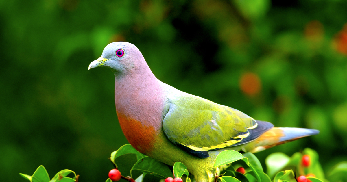 Discover the amazing rainbow dove (and no, it was not created by AI)