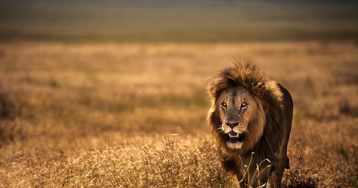 Curiosidades increíbles sobre los leones