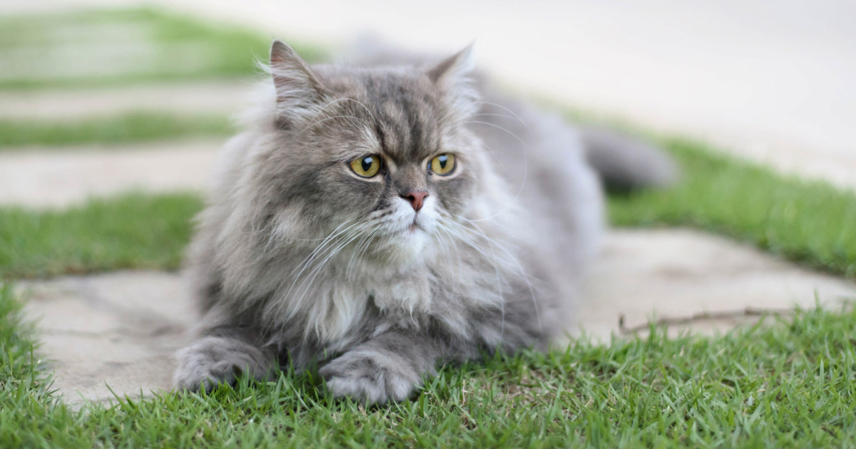 Poderoso embudo Acostumbrarse a Gatos persas: 10 cosas que no sabes de estos felinos