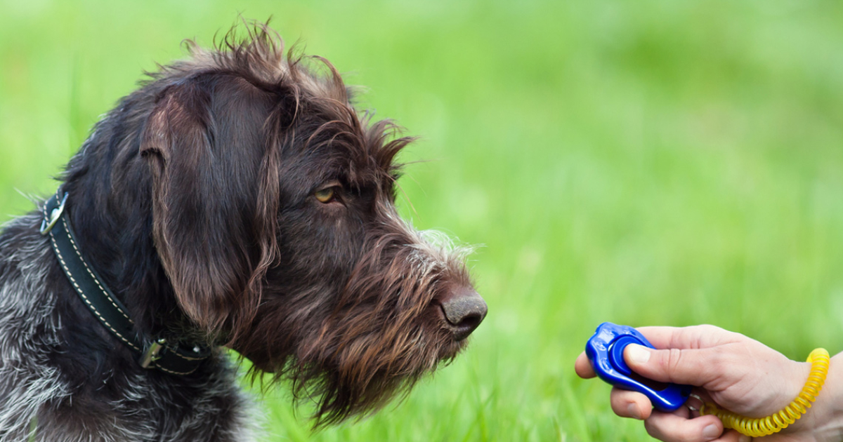 Cha experimental Enfadarse El clicker: un buen método de adiestramiento canino