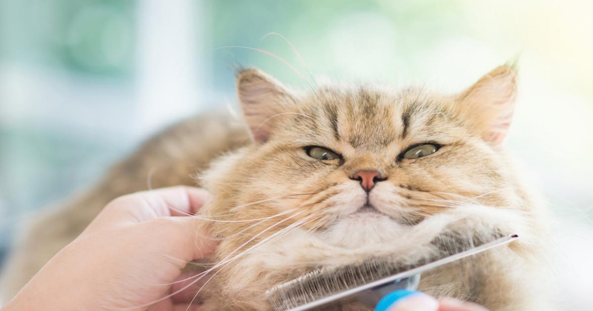 Cepillar al gato consejos y beneficios para tu minino