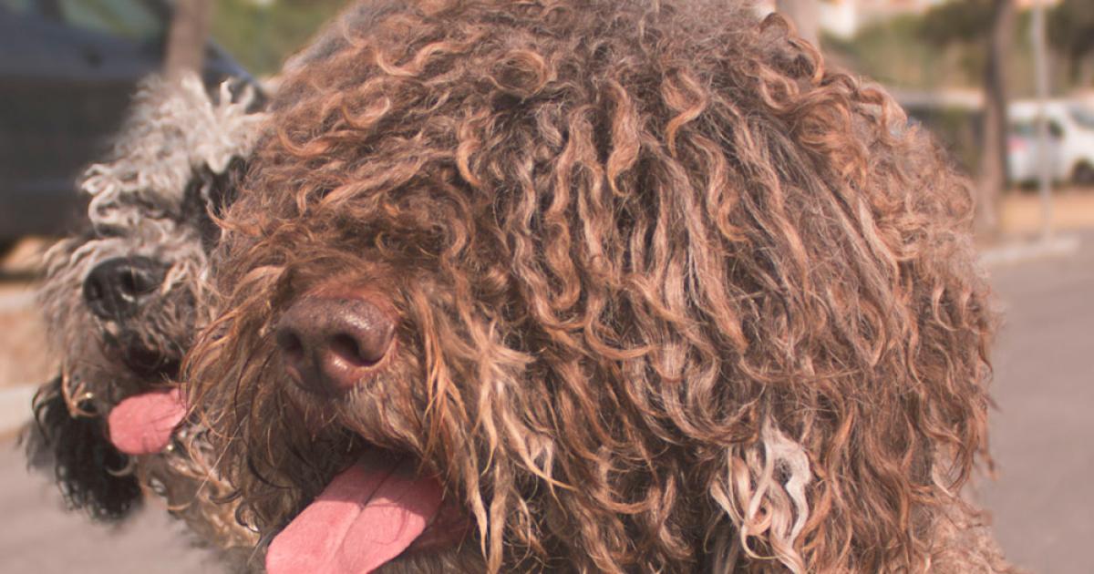 15 curiosidades sorprendentes del perro de agua español