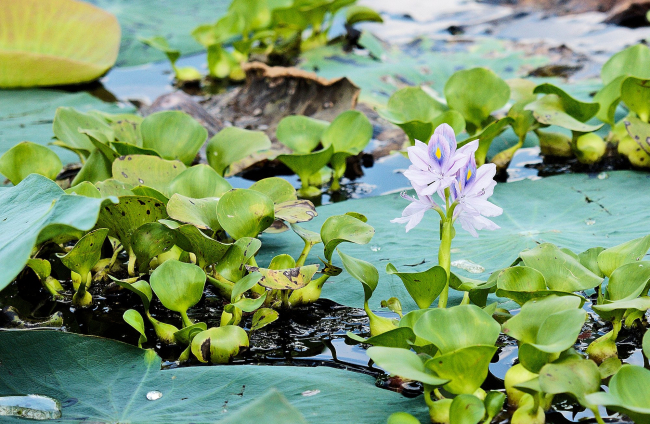 El jacinto de agua es una especie invasora que se ve beneficiada por las inundaciones.