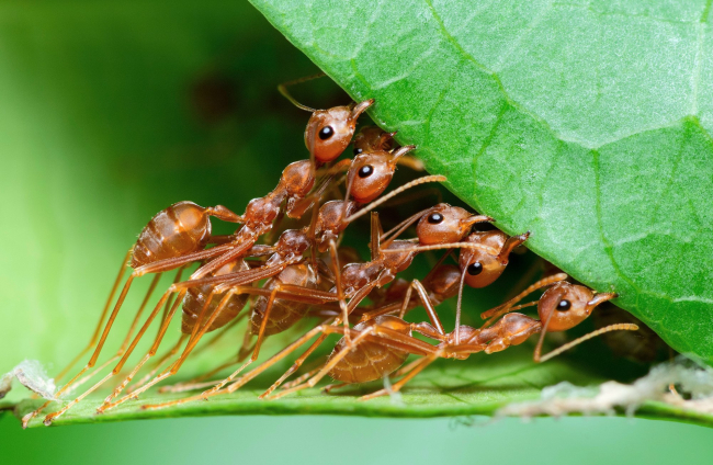 ¿Qué efecto tiene la 'leche' de las hormigas en su sociedad?