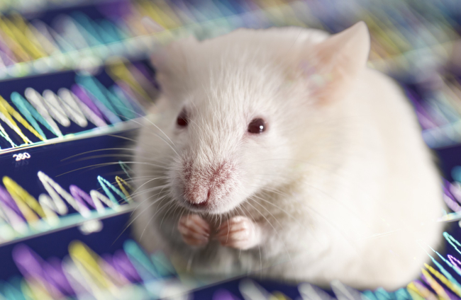 Han conseguido extender la vida de los ratones un 7%