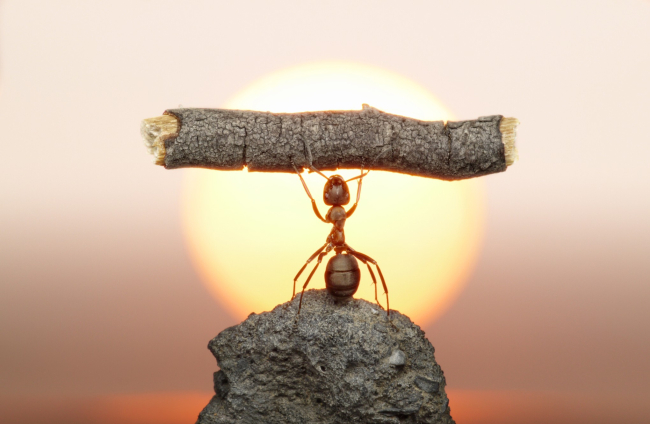 Hormigas frente al cambio climático