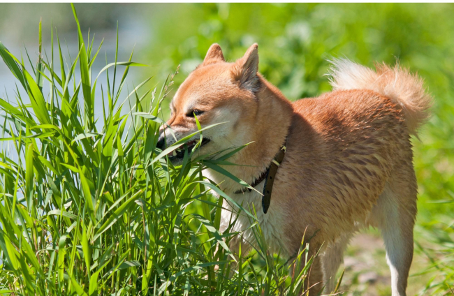 Un perro comiendo hierba