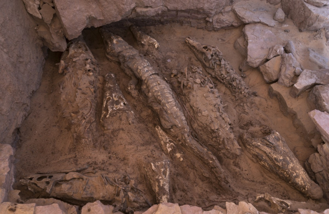 Cocodrilos momificados en Qubbat al-Hawā