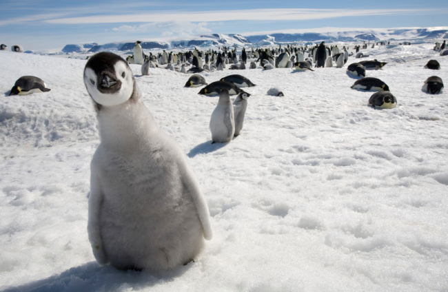 Colonia de pingüinos en la Antártida.