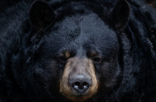 Retrato de oso negro