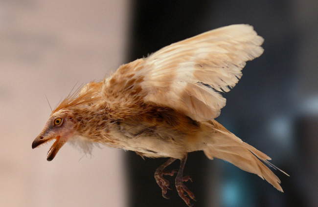 Descubre a Iberomesornis, el ave prehistórica de Cuenca