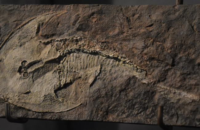 Fósil de Cepahalaspis