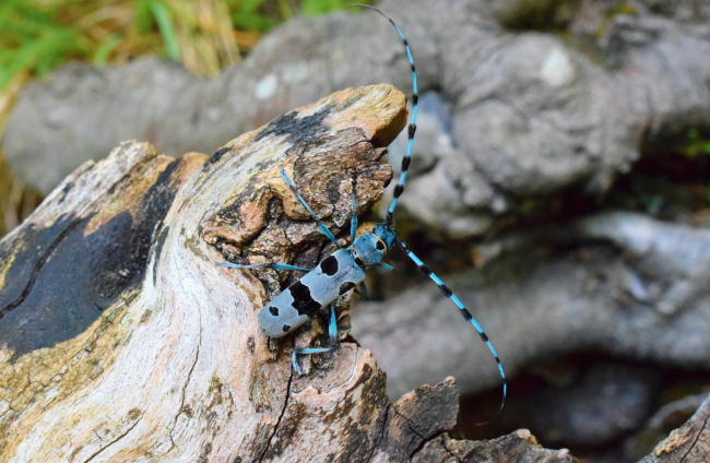Descubre a 'Rosalia alpina', el escarabajo azul de los hayedos europeos