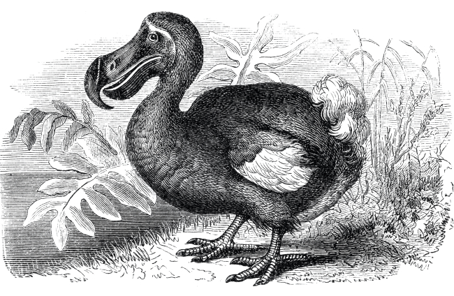 Dodo, icónico animal extinto por la actividad humana.