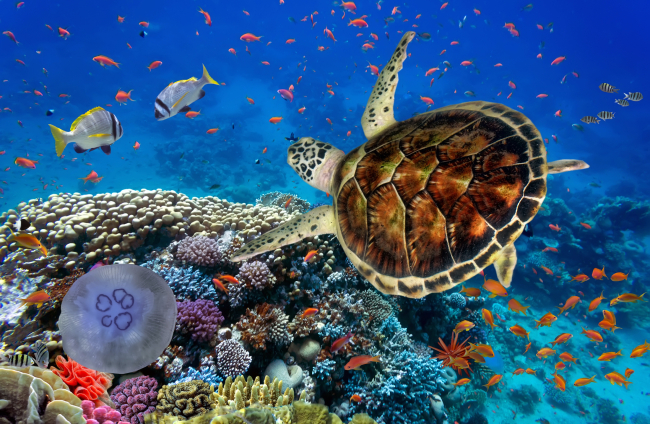 Biodiversidad arrecife