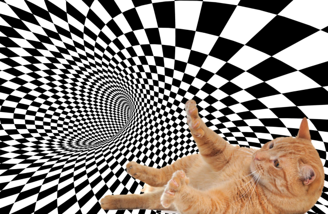 ¿Puede tu mascota ver esta ilusión óptica? Haz la prueba