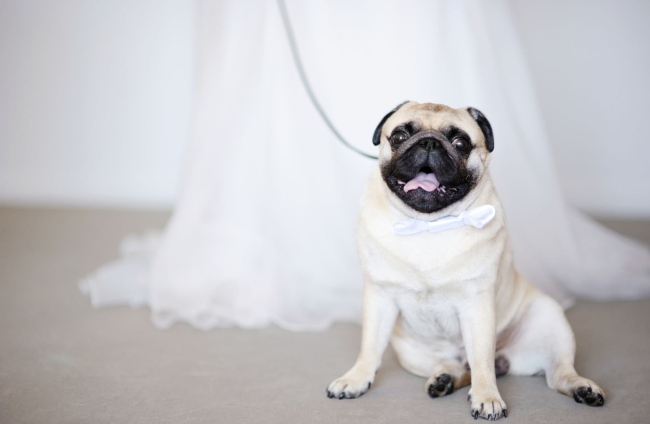 Qué puedes hacer con tu mascota el día de tu boda