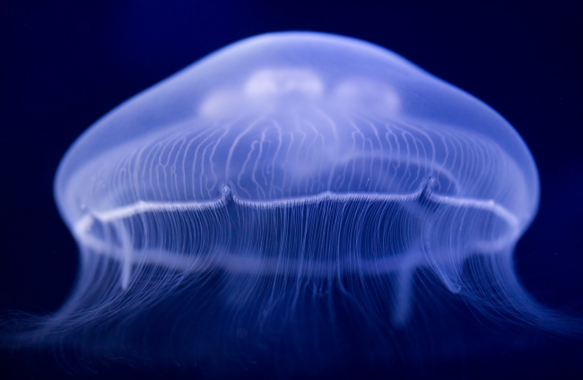 Rara medusa