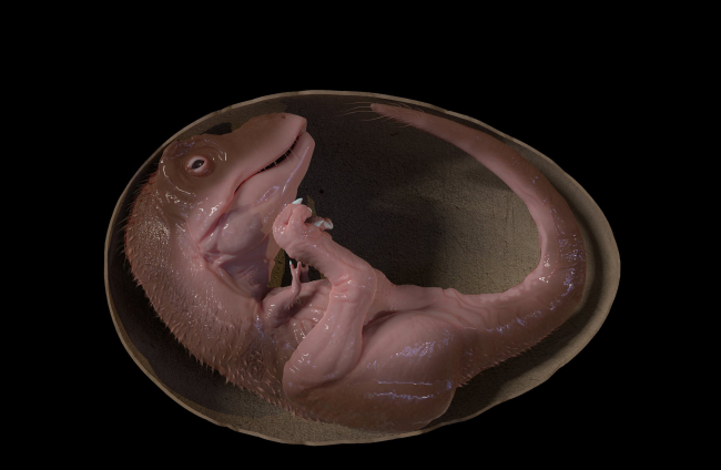 Embrión de Tyrannosaurus rex