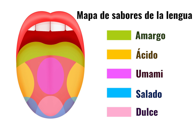 Mapa de sabores de la lengua