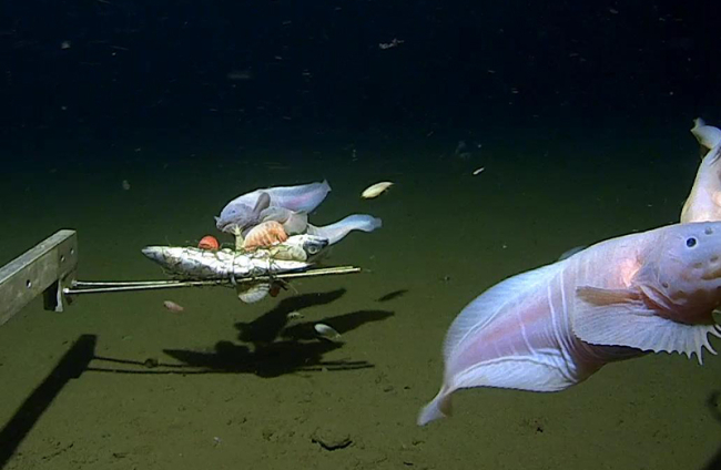 Grabación del pez caracol gigante