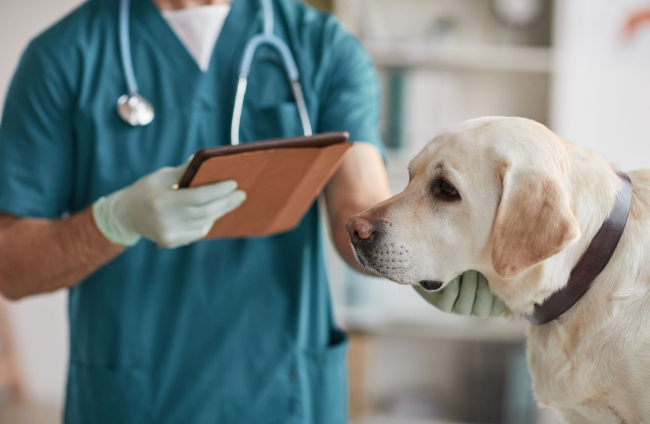 Descubren cómo alargar la vida de perros con cáncer
