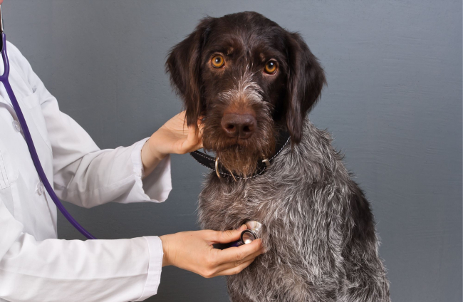 Alargar la vida de los perros con cáncer
