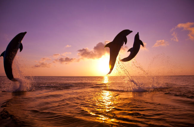¿Es el delfín el animal más inteligente del planeta?