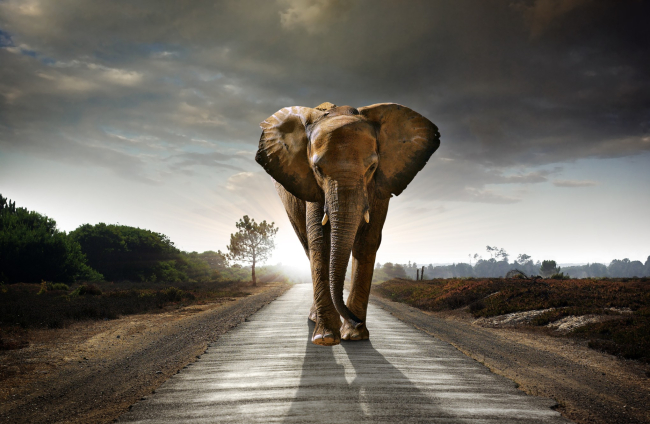 Elefantes andan despacio