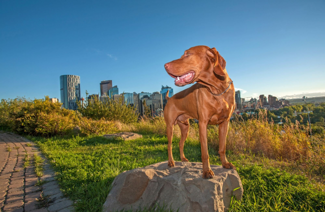 El impacto invisible de la ciudad en los perros: cómo la contaminación afecta la memoria y el comportamiento