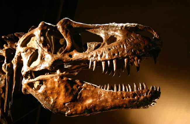 Cráneo de Tyrannosaurus rex