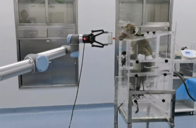 Experimento con mono y brazo robótico