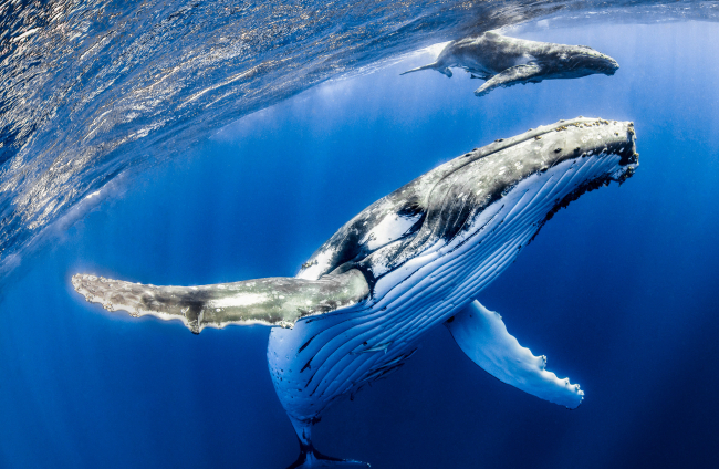 Las ballenas jorobadas son bien conocidas por sus cantos.