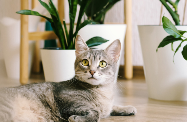 Para que un gato acuda antes cuando se le llama, lo mejor es combinar señales visuales y auditivas.