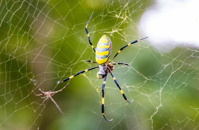 Esta espectacular araña es enorme, pero inofensiva