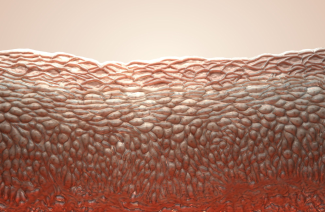 Celulas de la piel