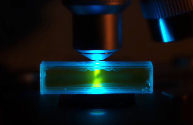 Una muestra de esperma de arenque teñida con SYBR Green en una cubeta iluminada con luz azul en un microscopio de epifluorescencia. Créditos: Zephyris