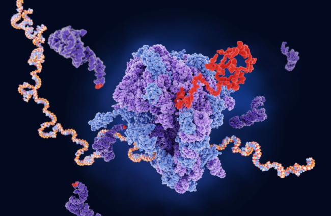 Merece la molécula del ribosoma ser el descubrimiento más destacado de 2023