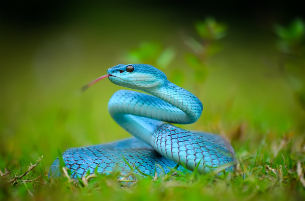 Curiosidades sobre serpientes