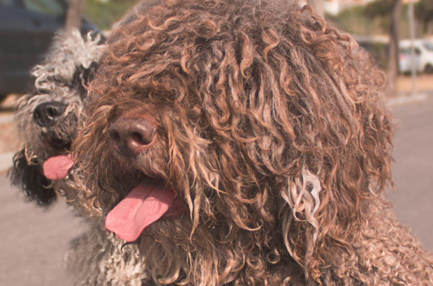 Restringir Eléctrico Más bien 15 curiosidades sorprendentes del perro de agua español