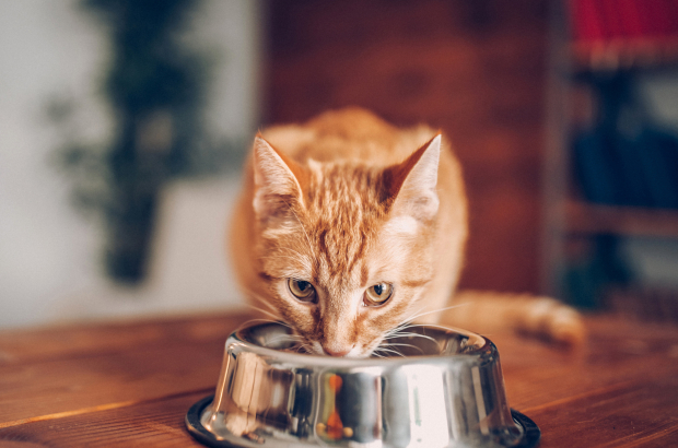 bolita Contradicción es suficiente 15 alimentos que puede o no comer tu gato. ¡Apunta!
