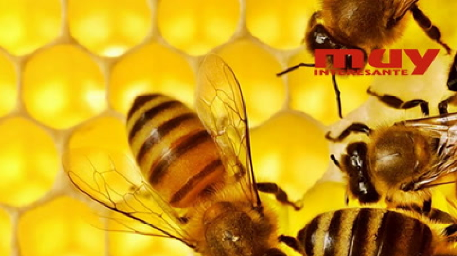 Las abejas asesinas fueron un error de laboratorio (Miguel Angel Sabadell)