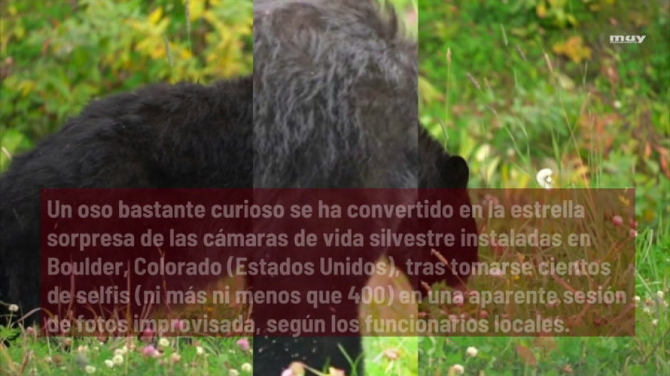 Un oso se hace 400 selfis con una cámara de vida silvestre