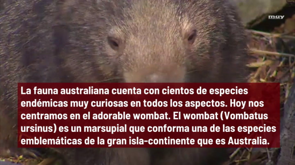 Cosas que no sabías de los wombats