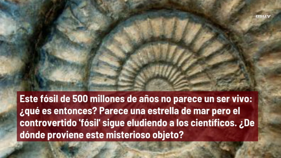 Este fósil de 500 millones de años no parece un ser vivo: ¿qué es entonces?