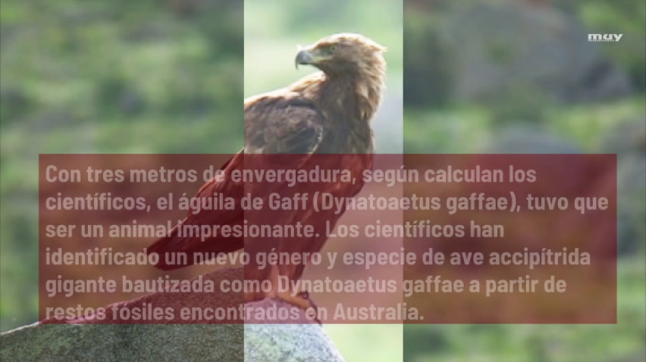 Un águila gigante capaz de cazar canguros y koalas vivió en Australia hace 50.000 años