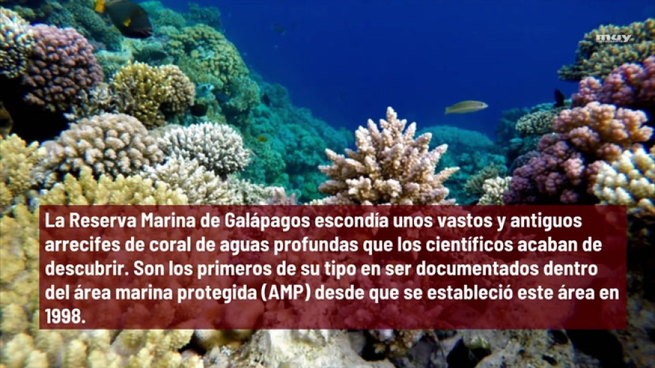 Descubren Un Arrecife De Coral  Rebosante De Vida  En Las Galápagos