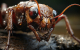 Un parásito convierte a las hormigas en zombis al amanecer y al anochecer