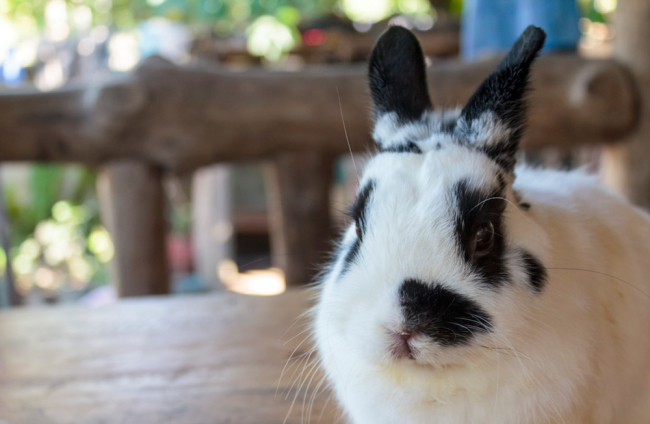Las razas de conejos más sorprendentes que existen