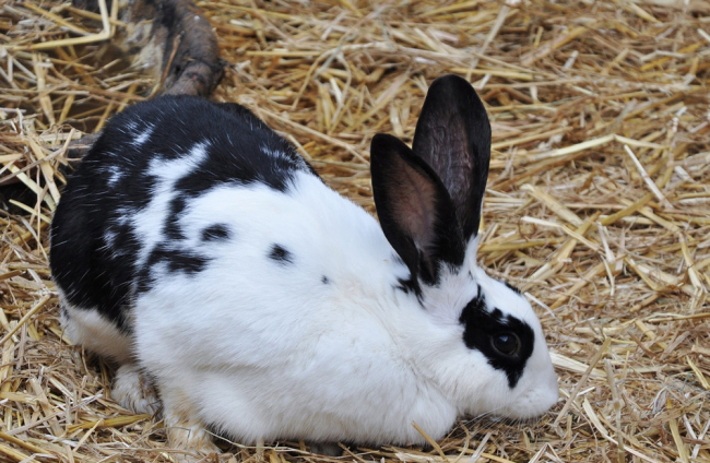 Las razas de conejos más sorprendentes que existen